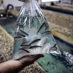 April Plaza Marina bait