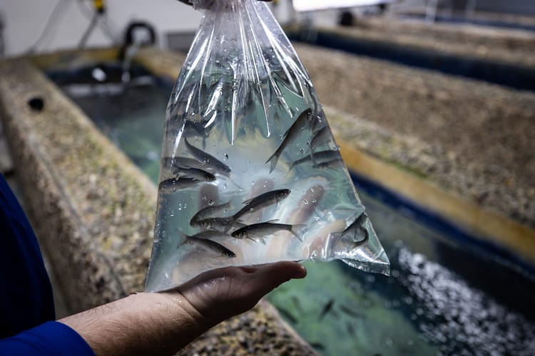 April Plaza Marina bait